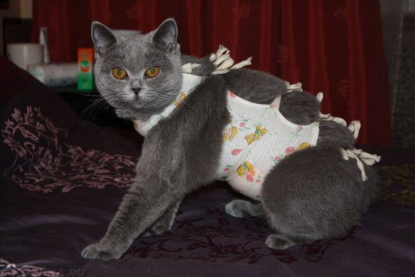 Кошка в попоне из ткани