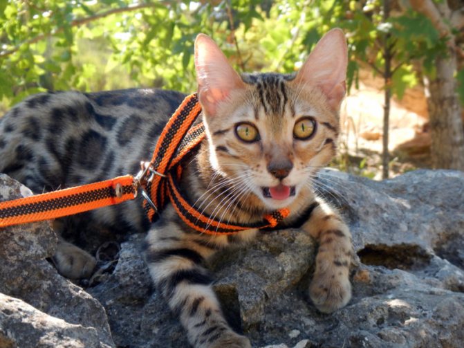 кошка в шлейке