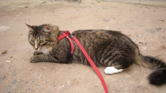 кошка в шлейке