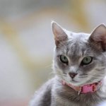Кошка внимательно смотрит