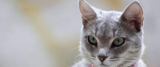 Кошка внимательно смотрит