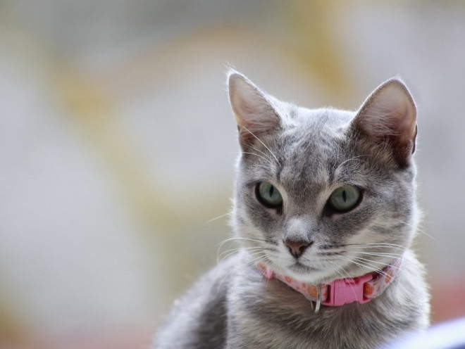 Кошка внимательно смотрит