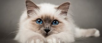Кошка