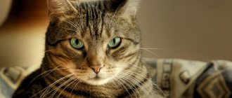 Кошка