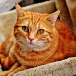 кошка