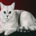 Кошка,
