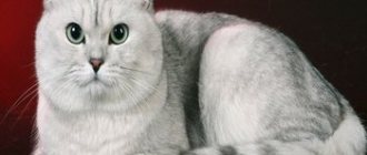 Кошка,