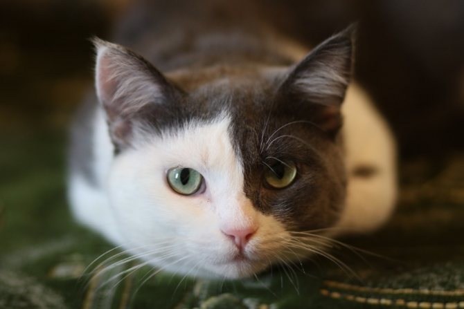 Кошка