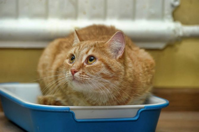 Кошки, живущие с зубными камнями, часто обнаруживают у себя симптомы гастрита