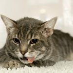 Кошку рвет желтой жидкостью
