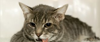 Кошку рвет желтой жидкостью