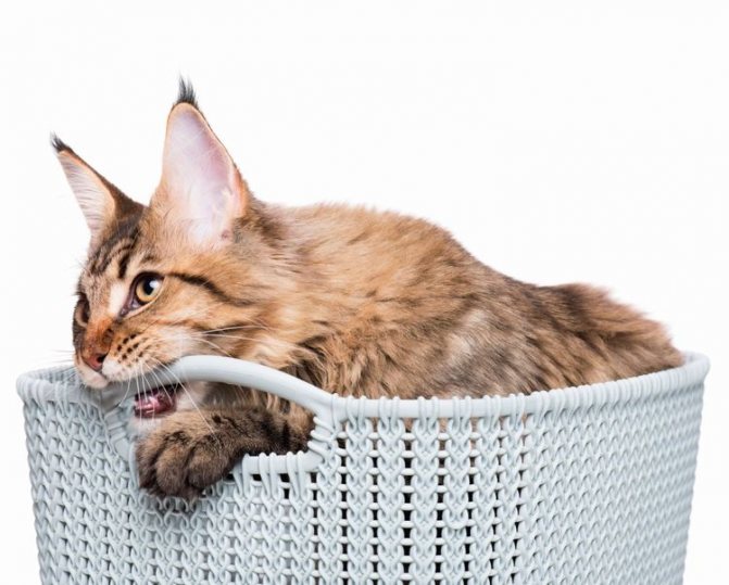 Кот грызет корзину
