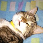 Кот храпит
