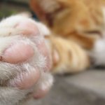 Кот хромает на переднюю лапу: что делать, как лечить?