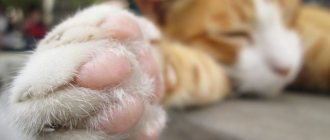 Кот хромает на переднюю лапу: что делать, как лечить?
