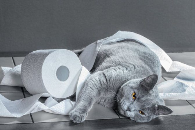 Кот и туалетная бумага
