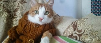 Кот, как полноправный член семьи