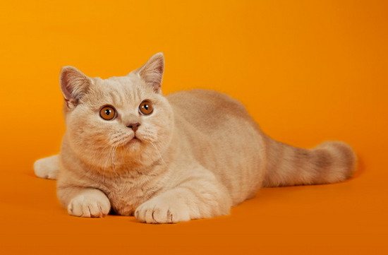 Кот, кошка резко и сильно похудели: главные причины и что делать
