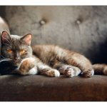 Кот на диване