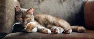 Кот на диване