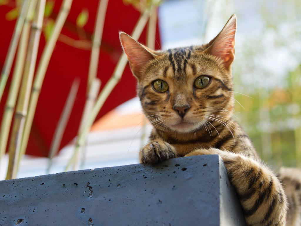 Кот на камне
