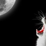 Кот орет по ночам что делать