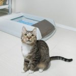 Кот перестал ходить в туалет