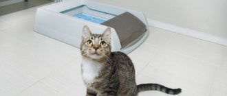 Кот перестал ходить в туалет
