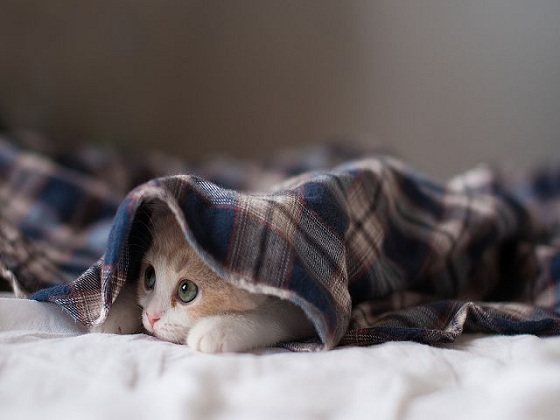 кот под пледом
