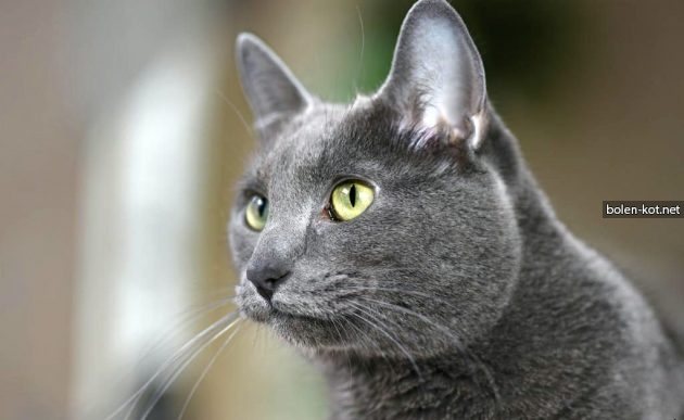 кот породы корат