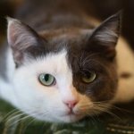 Кот притаился на диване