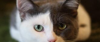 Кот притаился на диване
