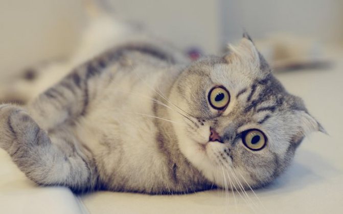 Кот с чуствительным пищеварением