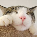 Кот спит