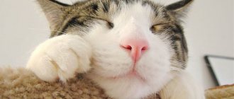 Кот спит