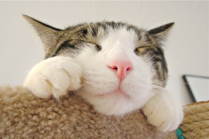 Кот спит