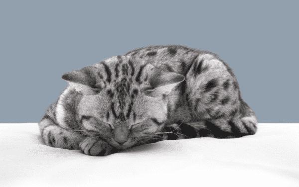 Кот умирает