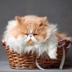 кот уснул