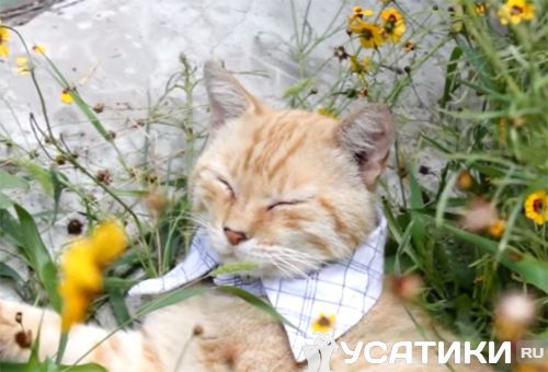 Кот в ошейнике-воротнике