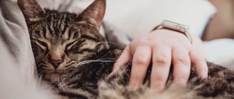 кот