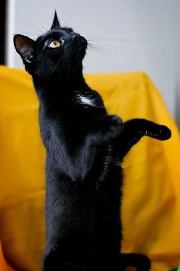 Кот