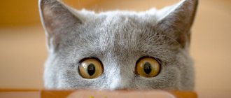 Коте
