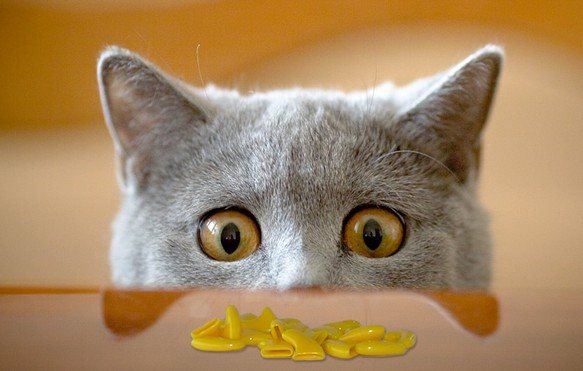 Коте