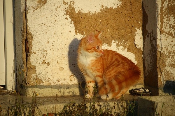 Котейка
