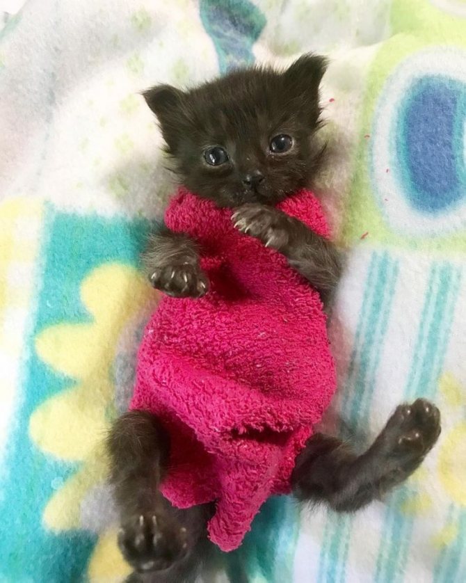 Котенка легче приучить к одежде