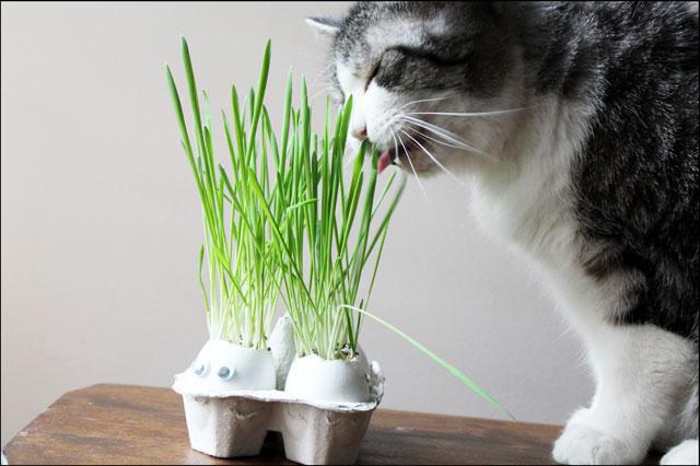 котенок 1 5 месяца чем кормить
