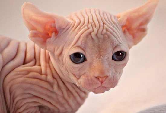 котенок донского сфинкса