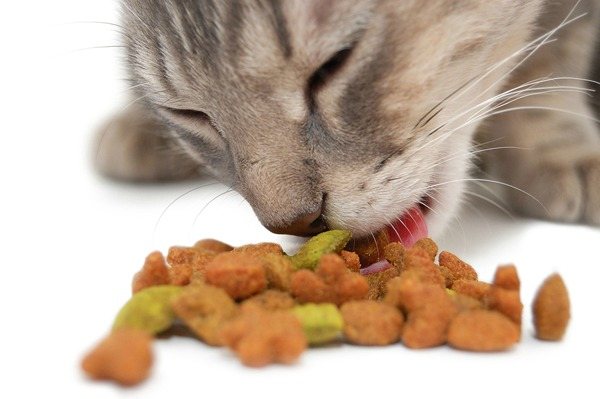 котенок ест сухой корм