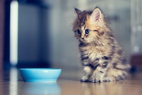 Котенок и миска