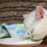 Котенок и сметана